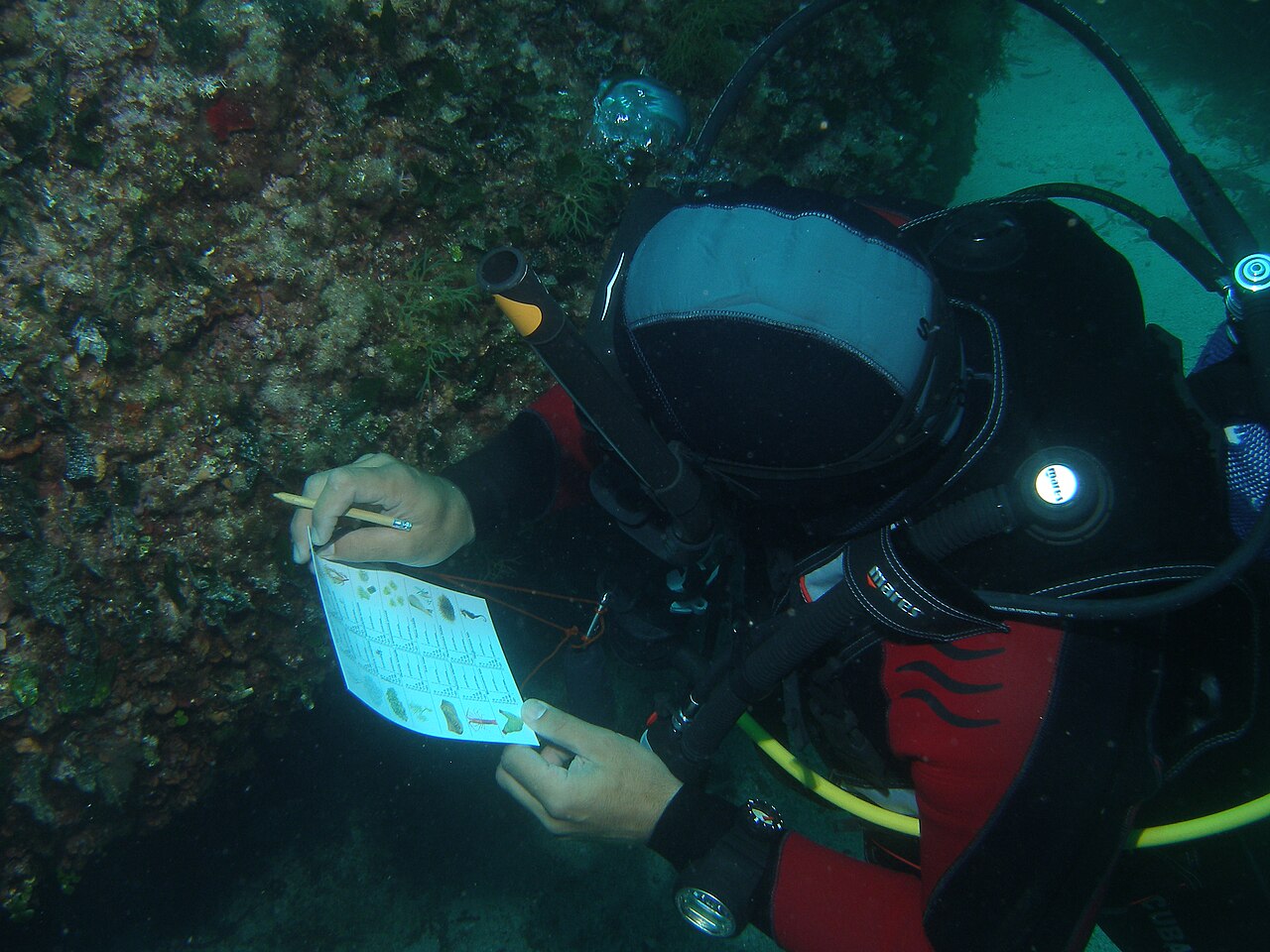 Top 10 Dive Sites in Sardinia