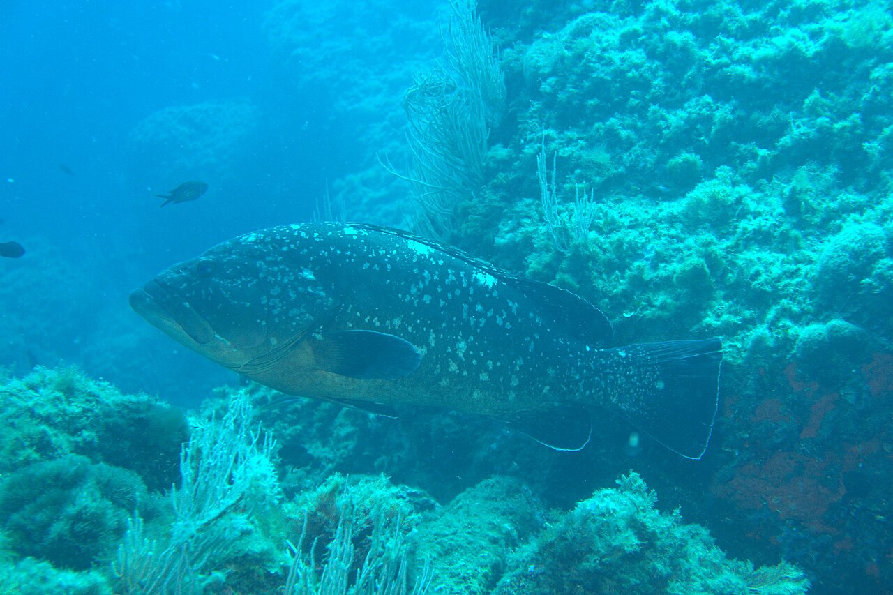 Where to dive on the Costa Brava? The 8 best dive sites