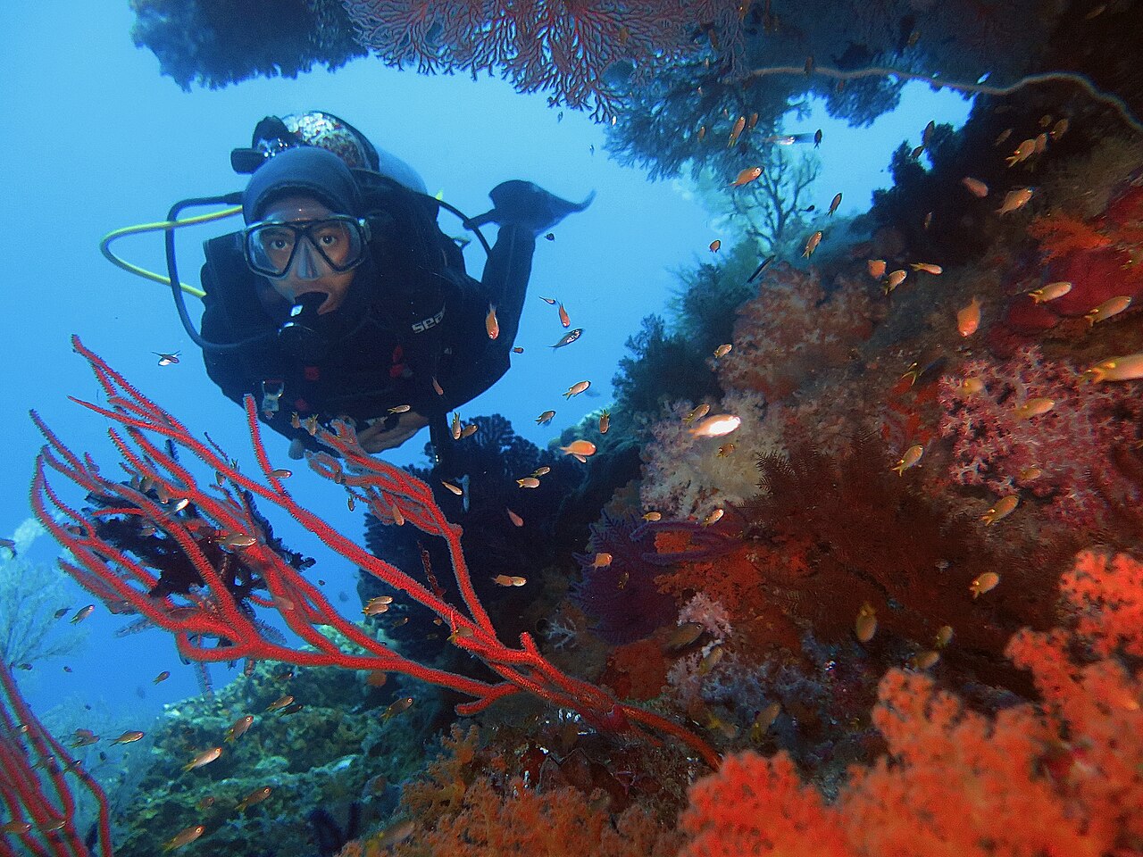 Why dive in Raja Ampat? 8 great reasons