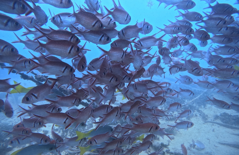 Dive Center Santa Maria Dive Center - Cape Verde - photo 2