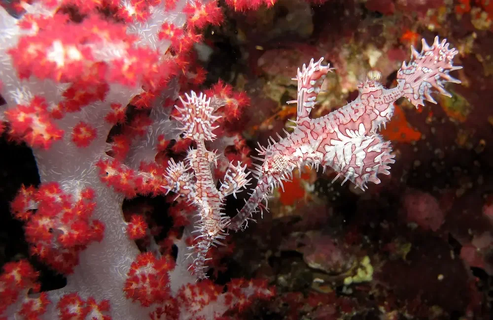 Liveaboard Bunmee 4 - Andaman - photo 4
