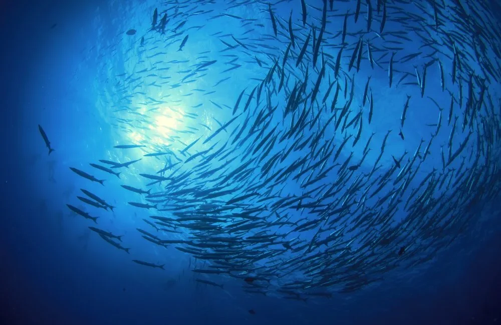 Liveaboard Bunmee 4 - Andaman - photo 3