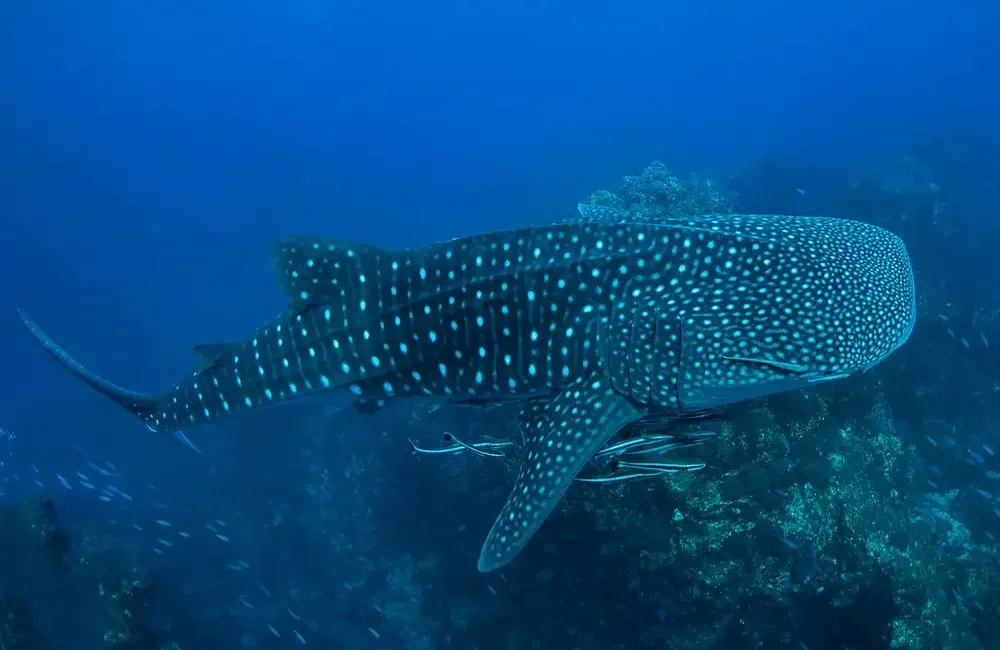 Liveaboard Bunmee 4 - Andaman - photo 5