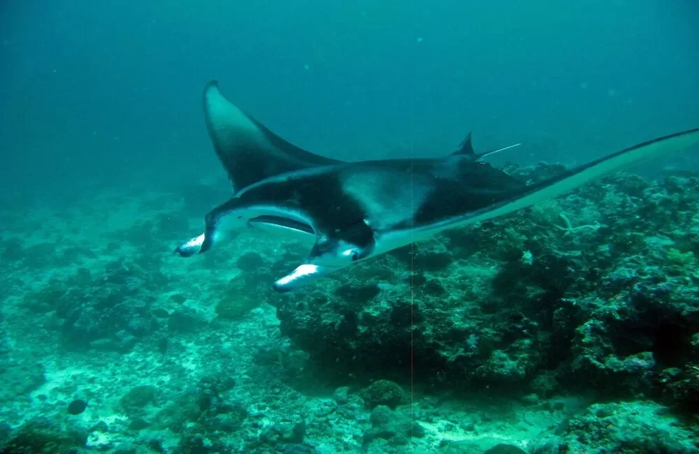Dive Center Maldives Passions Dive School - Northern Atolls – Thoddoo - photo 4