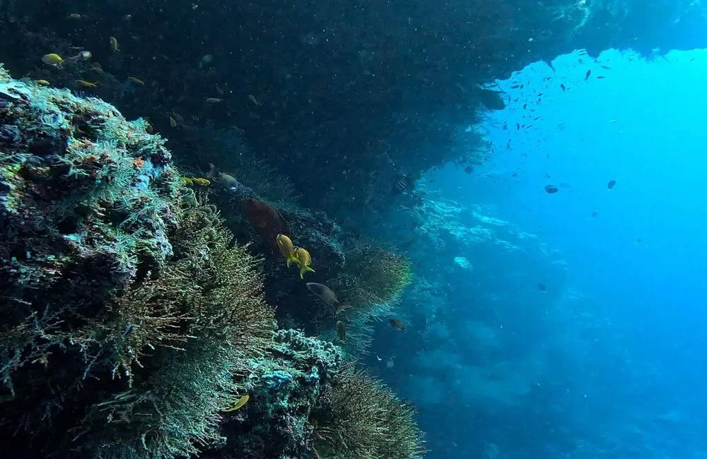 Dive Center Aqua Dive and Water Sports - Northern Atolls – Thoddoo - photo 4