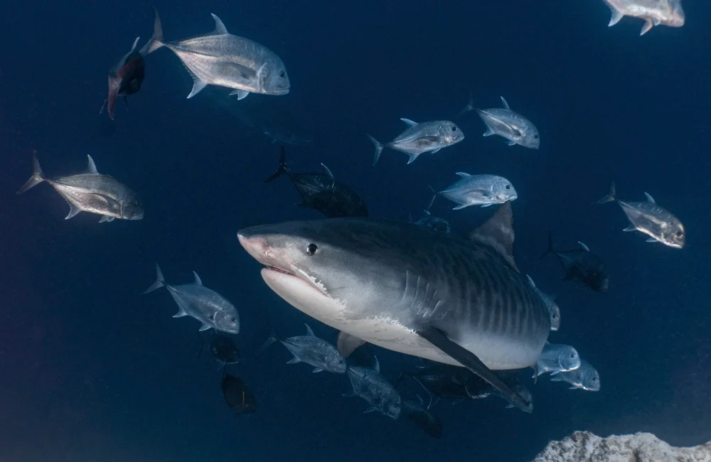Dive Center ScubaShark FVM - Southern Atolls - photo 4