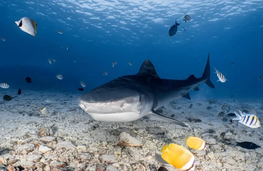Dive Center ScubaShark FVM - Southern Atolls - photo 5