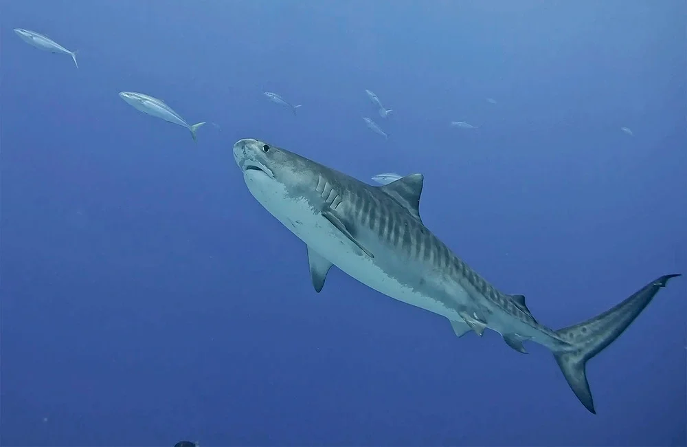Dive Center ScubaShark FVM - Southern Atolls - photo 2