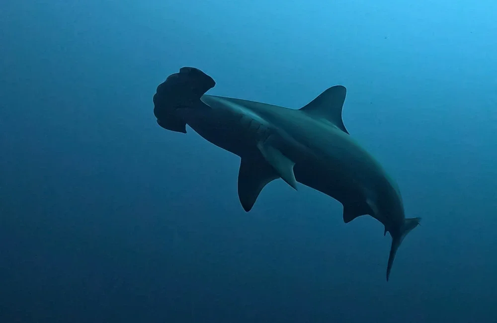 ScubaShark FVM
