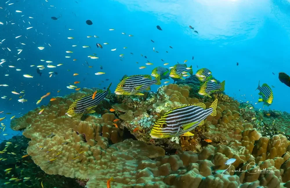 Dive Center Divepoint Guraidhoo - Central Atolls - photo 2