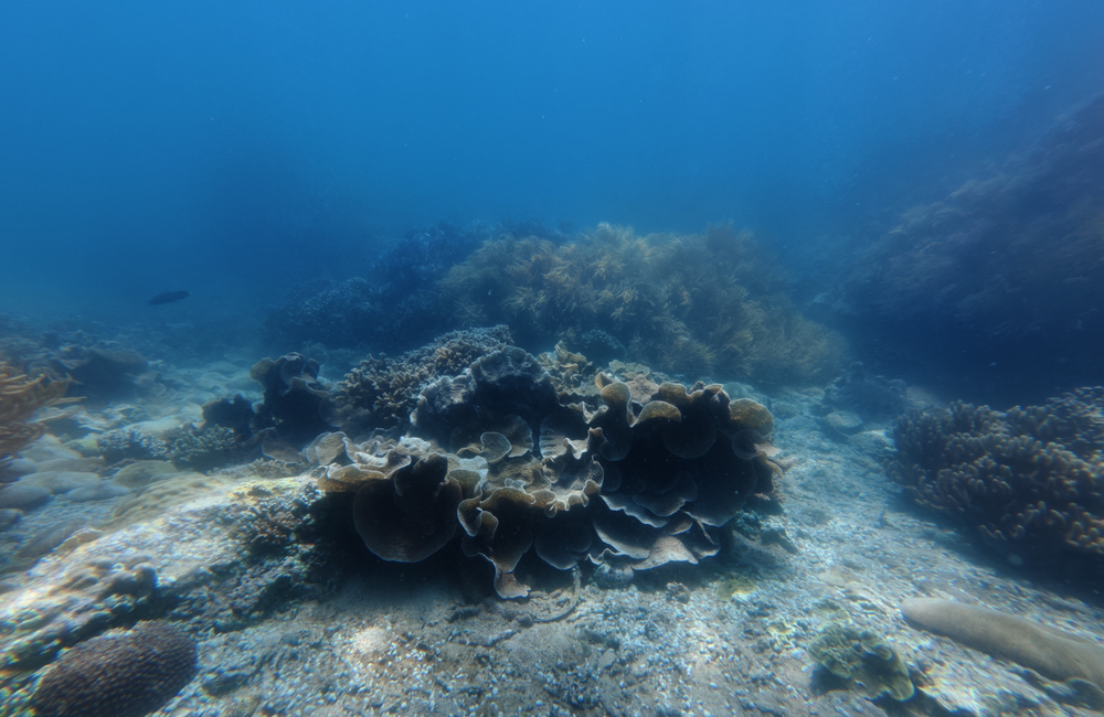 Dive Center Seahorse Diving Club  - Vietnam - photo 4