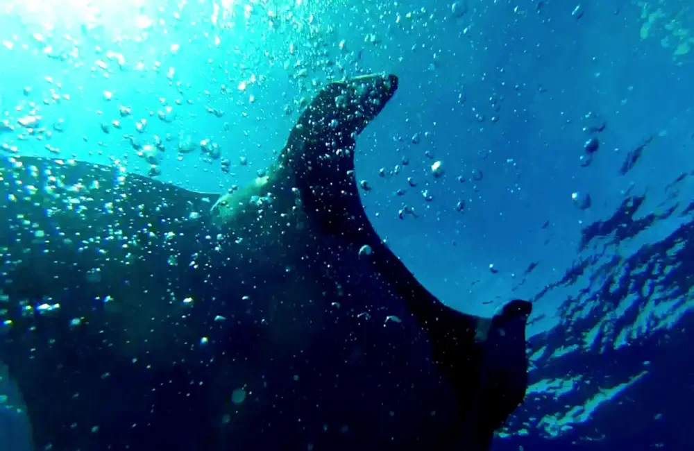 Dive Center Buceo Gavilana - Asia-Pacific - photo 3