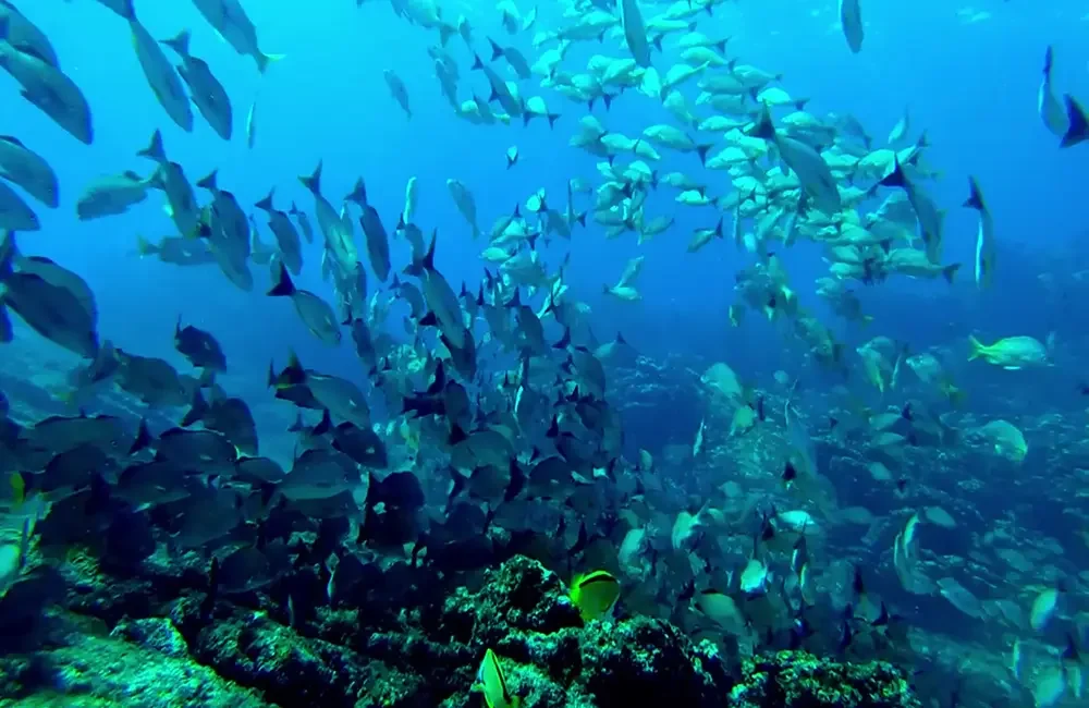 Dive Center Buceo Gavilana - Asia-Pacific - photo 2