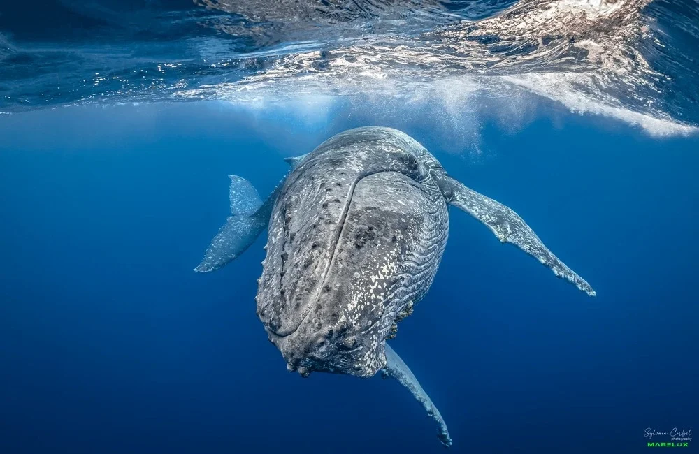 Réunion Diving