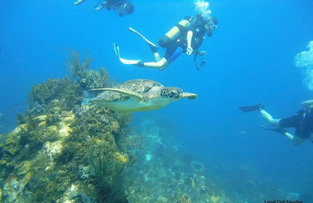 Dive Center Corail Club Caraïbes - Caribbean - photo 5