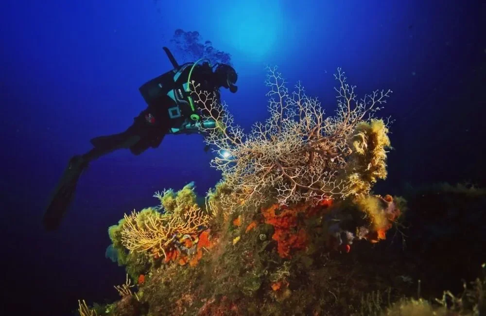 Dive Center Diving in Elba - Mainland - photo 2