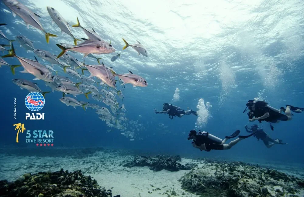 Dive Center Blue Note Scuba - Caribbean - photo 3