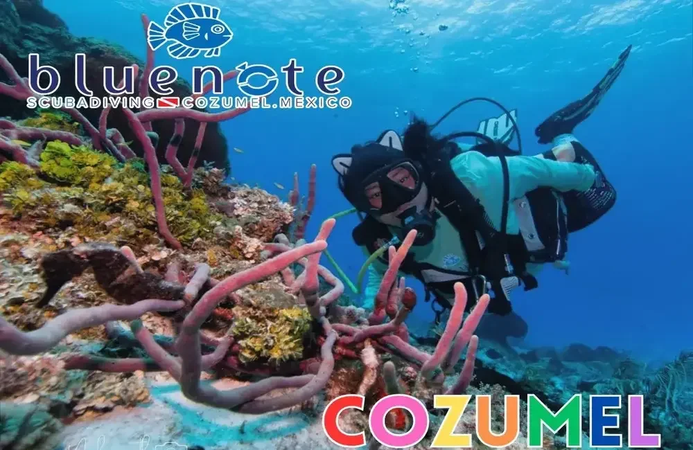 Dive Center Blue Note Scuba - Caribbean - photo 2