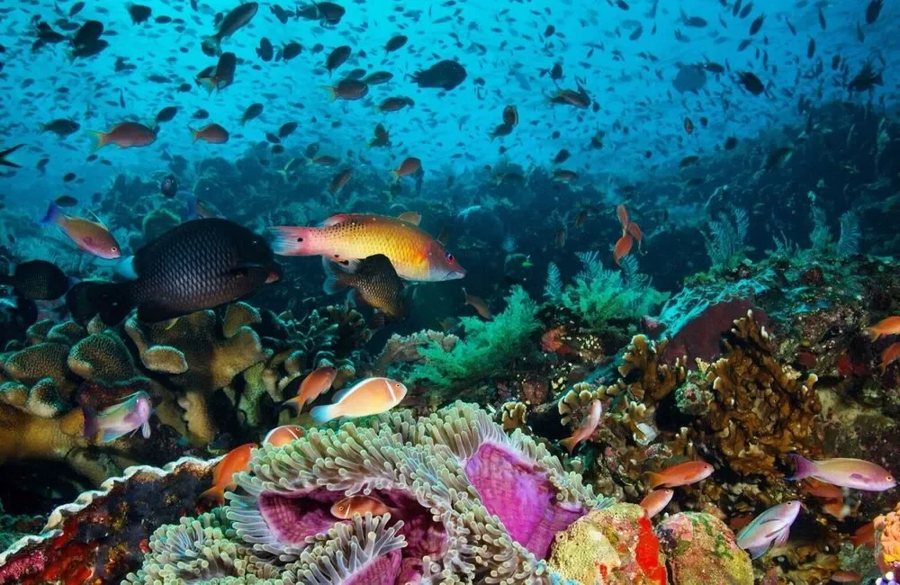 Liveaboard IKAN BIRU - Asia-Pacific - photo 4