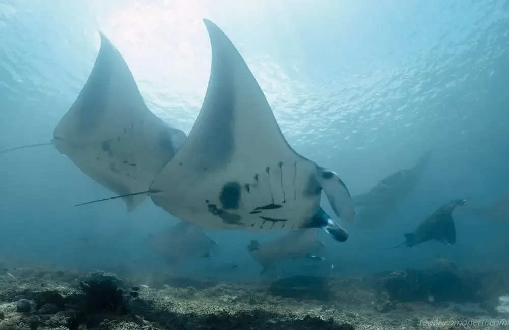 Liveaboard IKAN BIRU - Asia-Pacific - photo 5