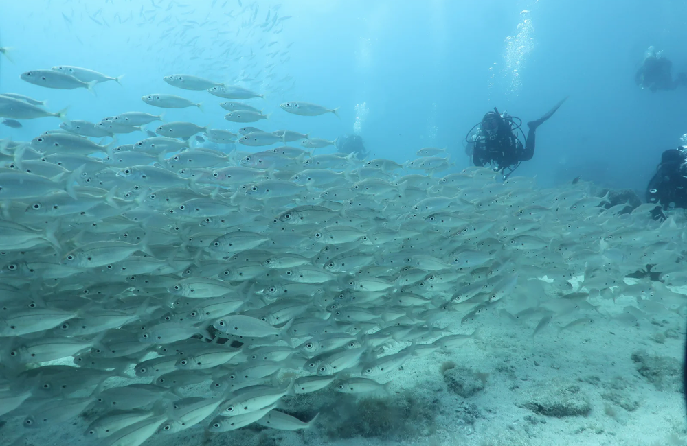 Dive Center Viva blue diving - Canary Islands - photo 2