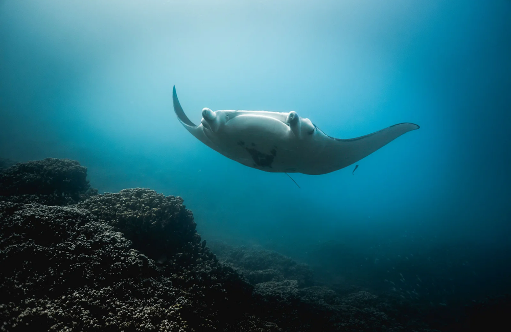 Dive Center Bora Ocean Adventures - Society Islands - photo 3