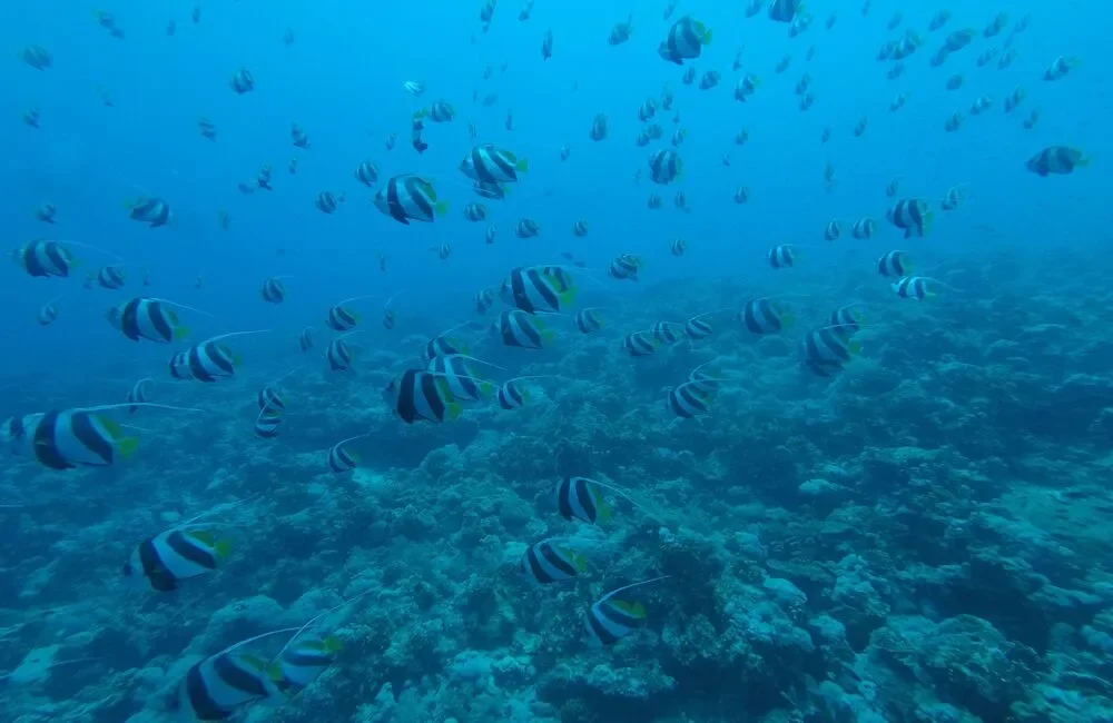 Dive Center Nemo Dive Club - Egypt - photo 4