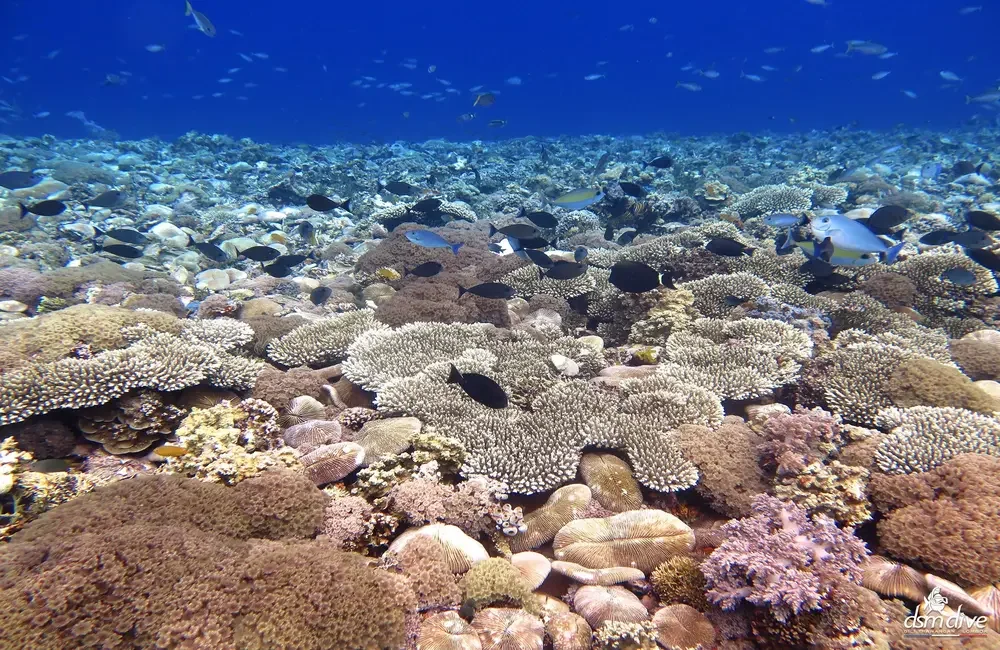 Dive Center DSM Dive Gili Trawangan - Asia-Pacific - photo 2