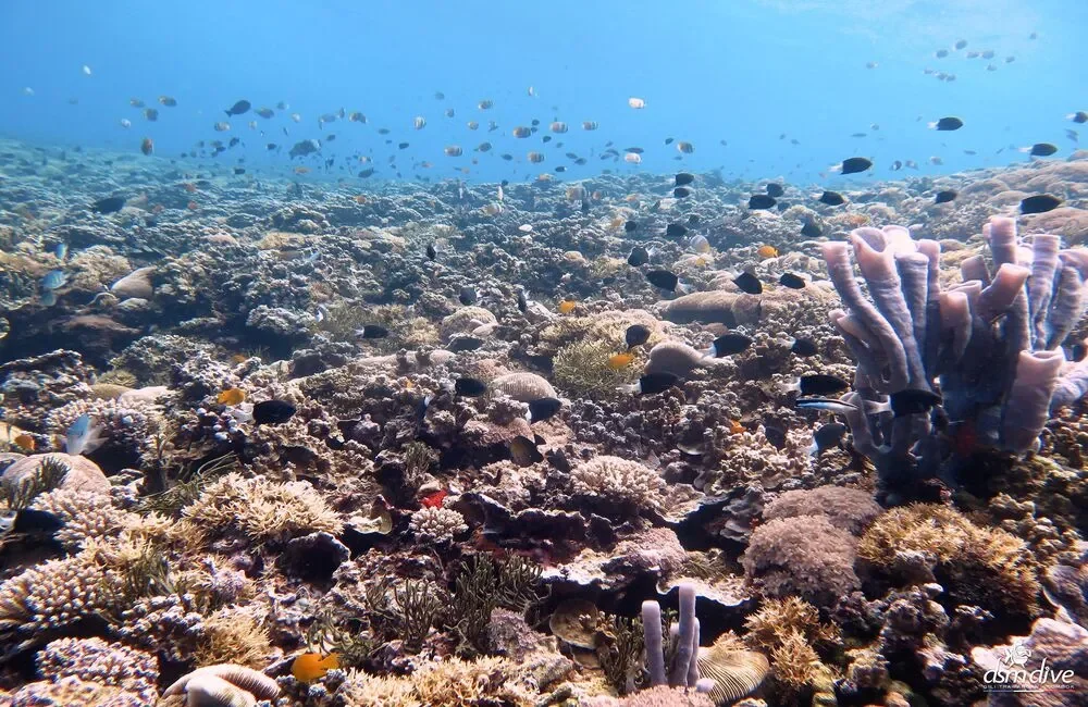 Dive Center DSM Dive Gili Trawangan - Asia-Pacific - photo 3