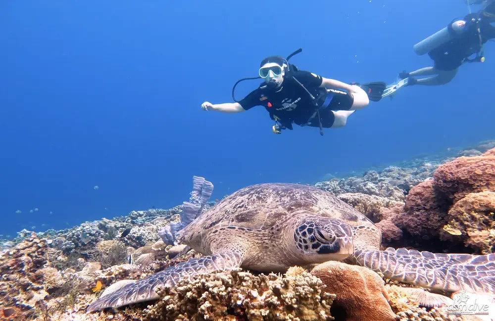 Dive Center DSM Dive Gili Trawangan - Asia-Pacific - photo 4