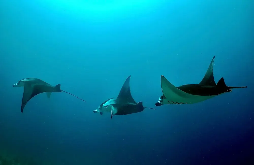 Dive Center Himmafushi Scuba Adventure - Northern Atolls – Thoddoo - photo 3