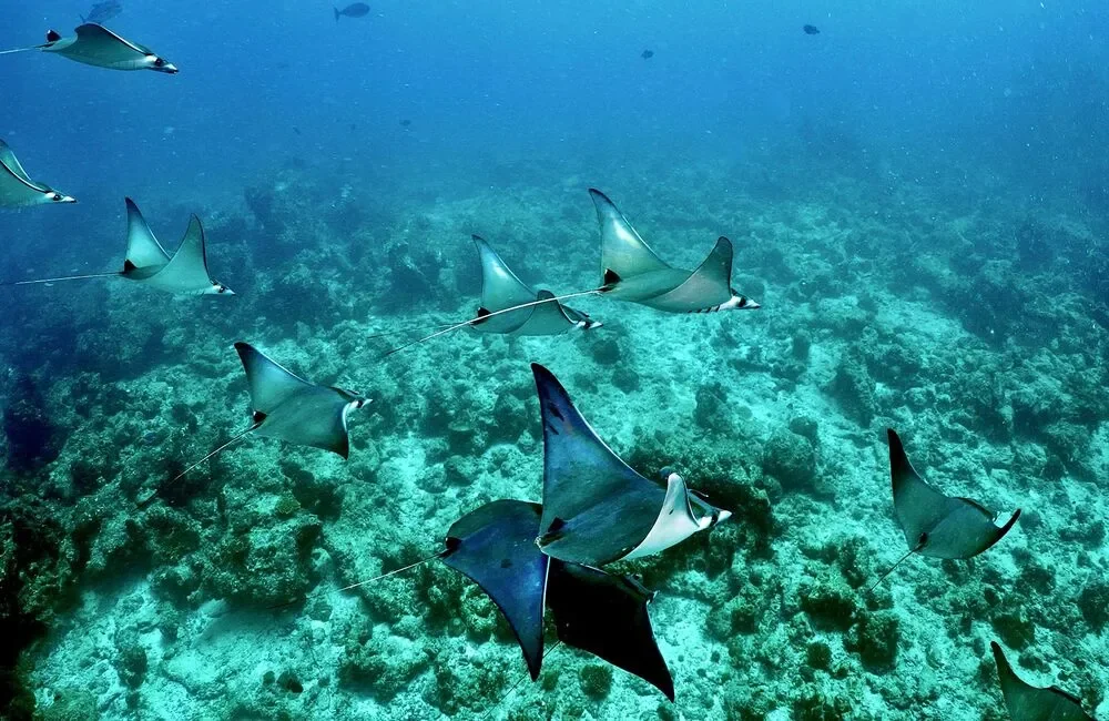 Dive Center Himmafushi Scuba Adventure - Northern Atolls – Thoddoo - photo 2