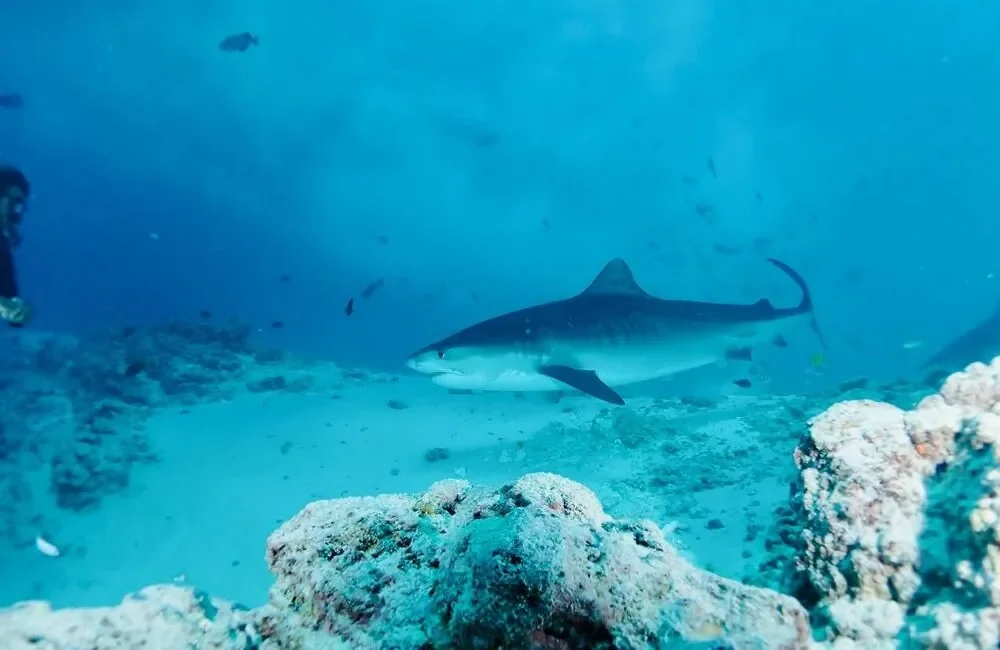 Dive Center Himmafushi Scuba Adventure - Northern Atolls – Thoddoo - photo 4