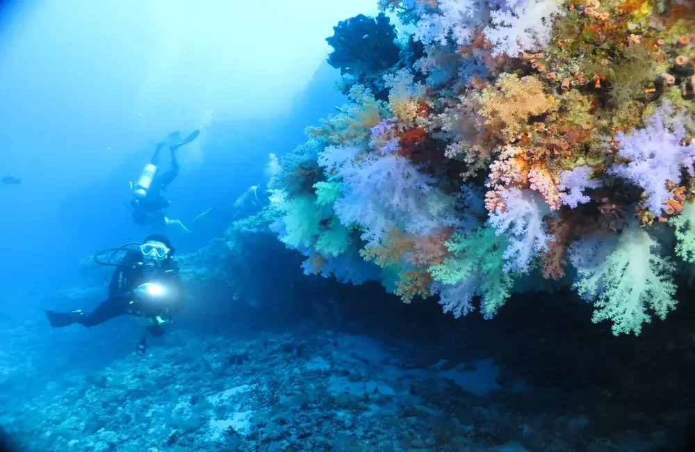 Dive Center Divepoint Hudhuranfushi - Northern Atolls – Thoddoo - photo 5