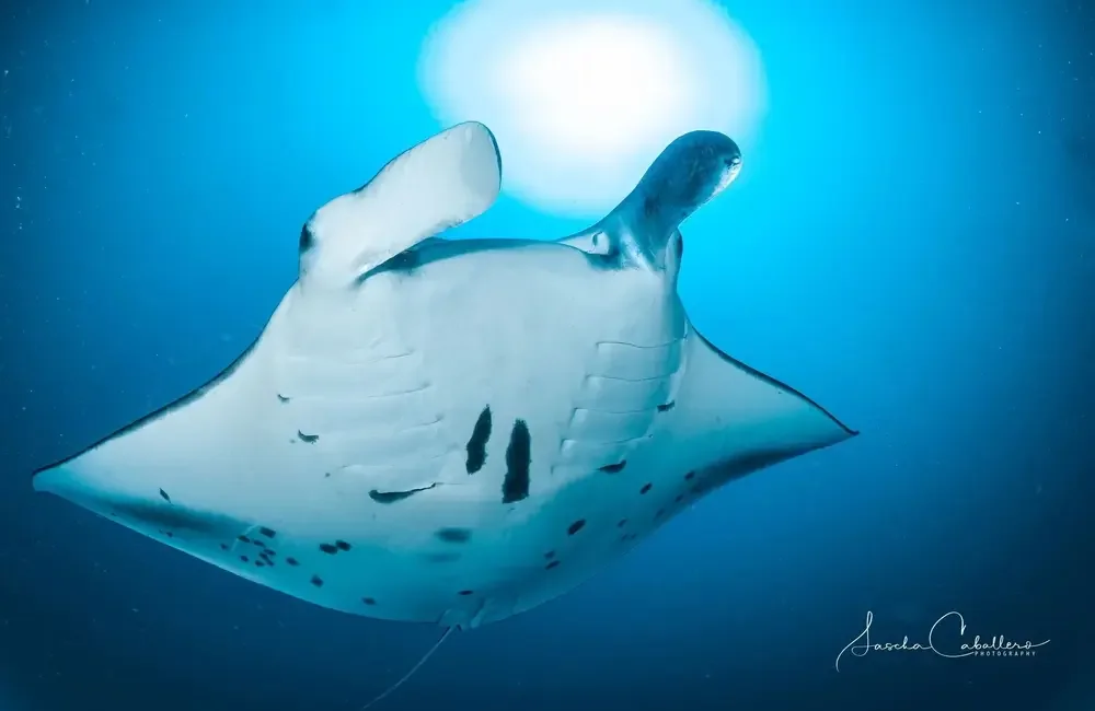 Dive Center Divepoint Hudhuranfushi - Northern Atolls – Thoddoo - photo 3