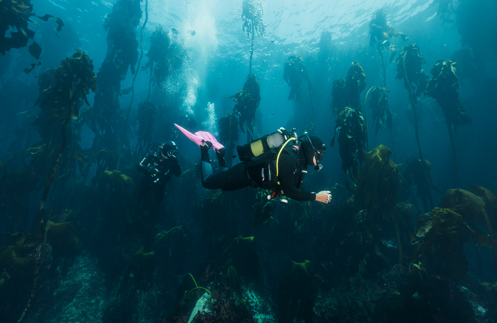Dive Center Into the Blue Dive Center  - South Africa - photo 2