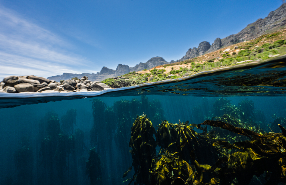 Dive Center Into the Blue Dive Center  - South Africa - photo 5