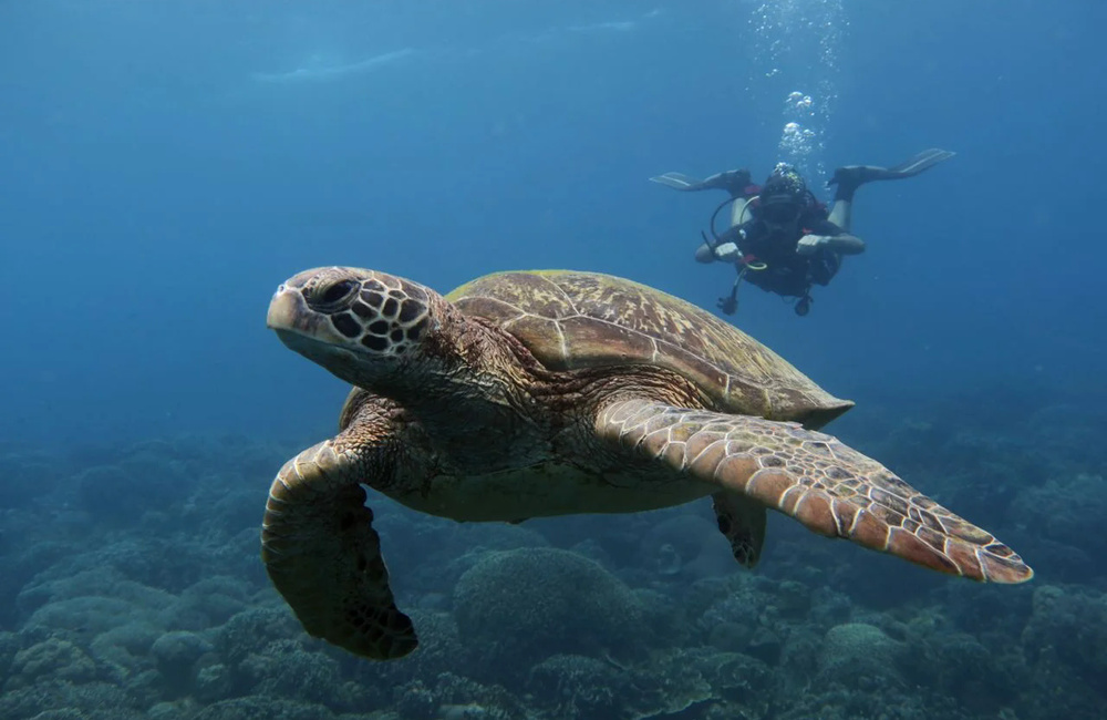 Dive Center Marine Conservation Philippines - Philippines - photo 1