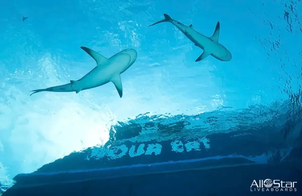 Liveaboard All Star Aqua Cat - Bahamas - photo 2