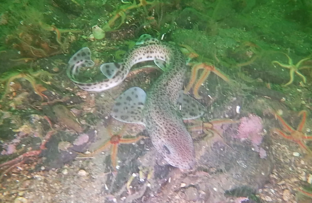 Dive Center Freedom Diving Limited - Scotland - photo 3
