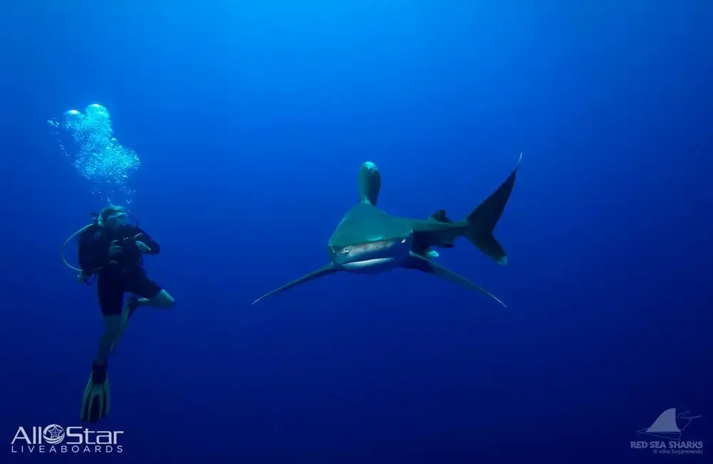 Liveaboard All Star Scuba Scene - Egypt - photo 5