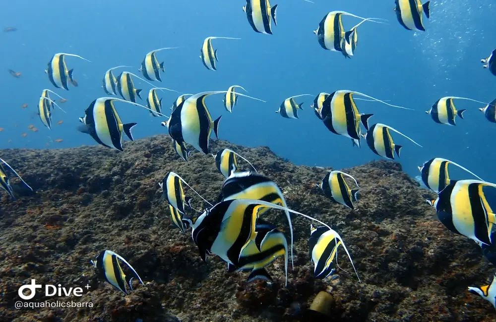 Dive Center Aquaholics Barra - Mozambique - photo 4