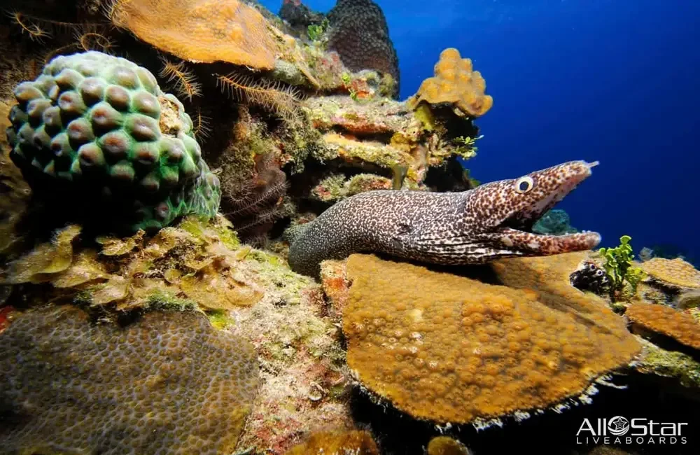 Liveaboard All Star Cat Ppalu - Bahamas - photo 4