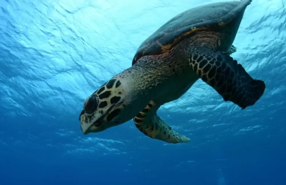 Dive Center HemisphereSub - Asia-Pacific - photo 5