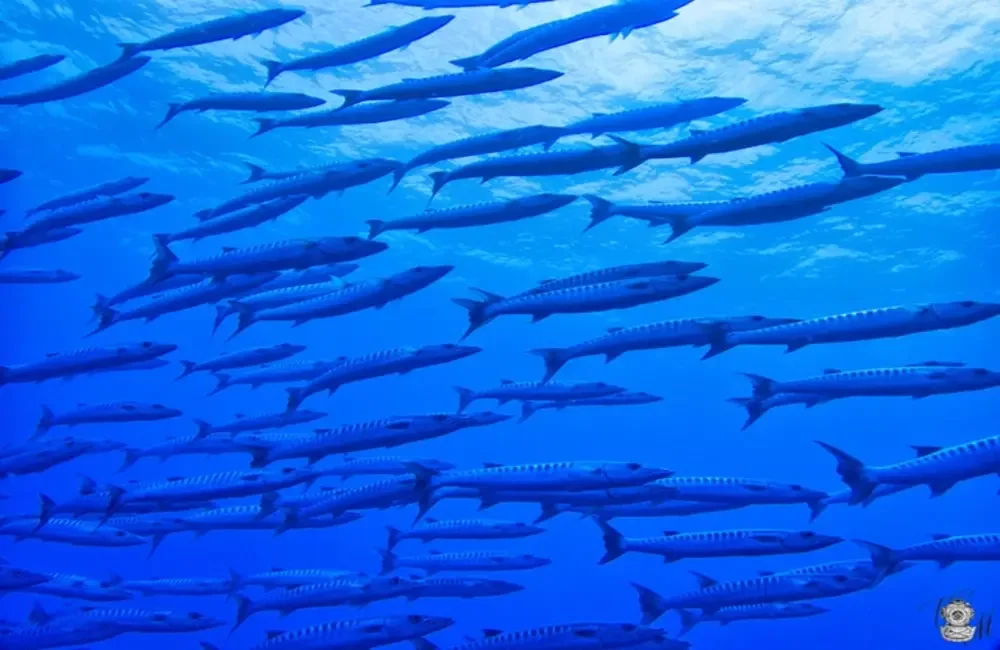 Dive Center HemisphereSub - Asia-Pacific - photo 3