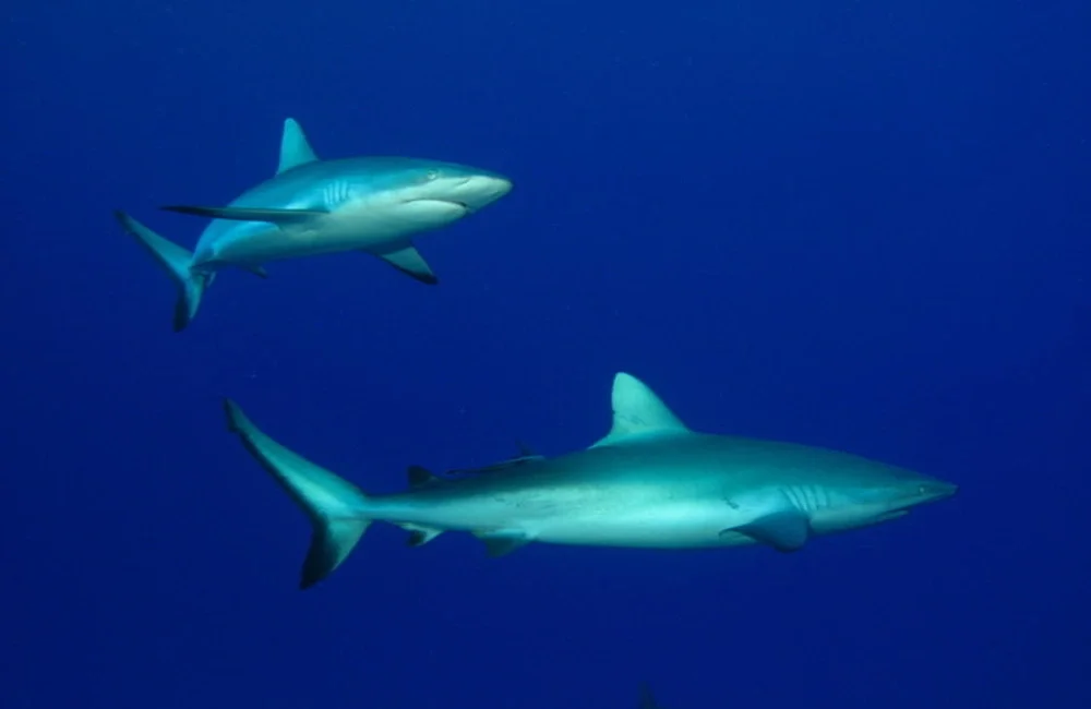 Dive Center HemisphereSub - Asia-Pacific - photo 4