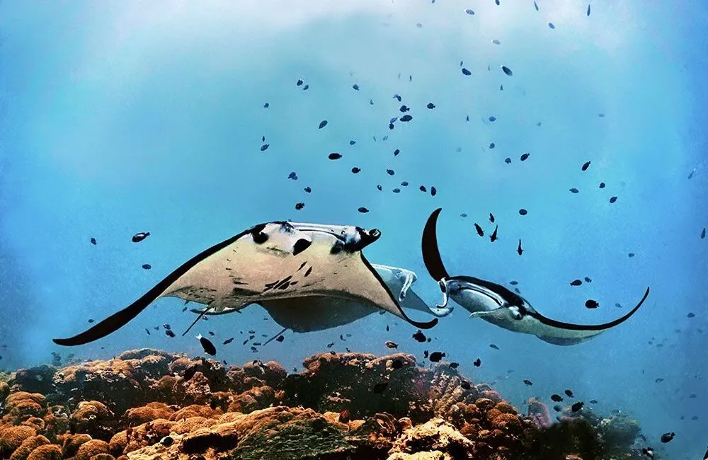 Dive Center Family Divers Maldives - Northern Atolls – Thoddoo - photo 3