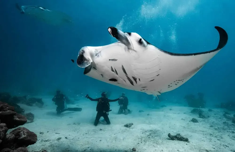 Dive Center Family Divers Maldives - Northern Atolls – Thoddoo - photo 2