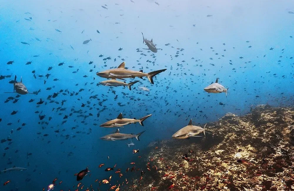 Family Divers Maldives