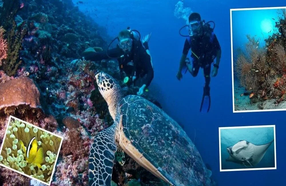 Dive Center The Underwater Institute, by Maldives Passions - Northern Atolls – Thoddoo - photo 2